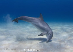 Bottlenose Dolphin by Matt Heath 